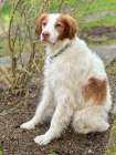 Brittany spaniel dog. Art Print